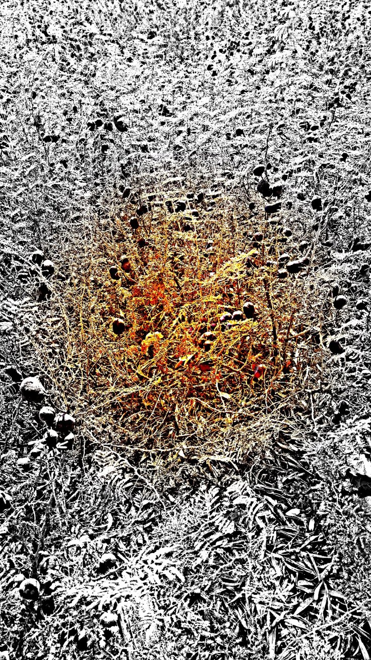 IMG_20171102_125052686